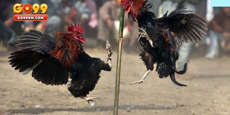Top các hình thức đá gà GO99 đỉnh cao