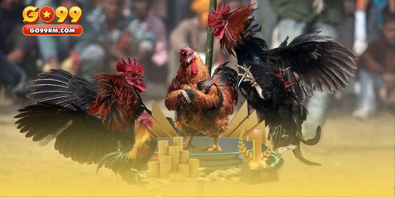 Giới thiệu vài nét về sảnh đá gà GO99 đỉnh cao