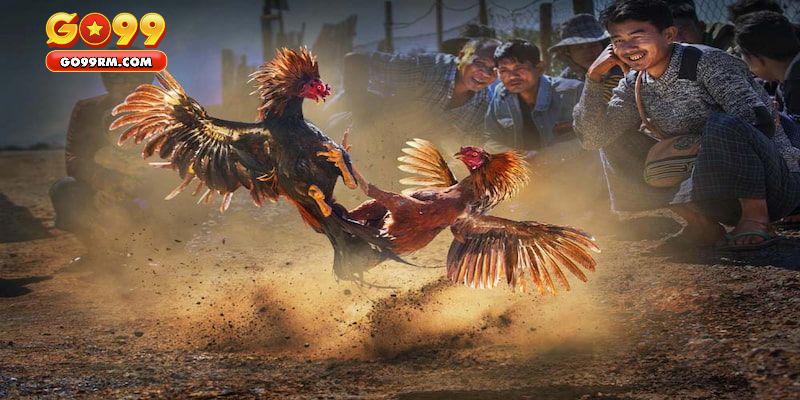 Luật chơi cá cược đá gà tre