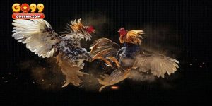 Một số nguyên tắc trong đá gà Philippines
