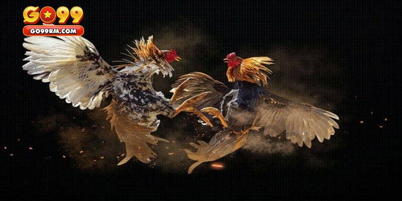 Một số nguyên tắc trong đá gà Philippines